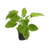 Dehner Bio Bio Sonnenhut 'Goldsturm', Topf Ø9 cm Dehner 1 Stück