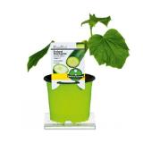 Plantiflor Gemüsepflanzen „Meisterklasse“ Gurke 370687 HELLWEG 1 Stück