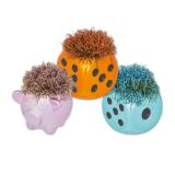 Würfel oder Glücksschwein bepflanzt Lidl 1 Stück