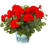 Pelargonium verschiedene Ausführungen, Preisangabe ohne MwSt. (Preis inkl. MwSt. 2,02 €), METRO 1 Stück