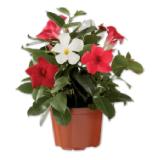 Dipladenia Trio Lidl 1 Stück