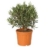 Dehner Olive, Busch Topf Ø20 cm Dehner 1 Stück