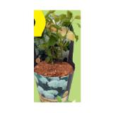 Hortensie ”Annabelle“ in Potcover Höhe ca. 40 – 50 cm HOFER 1 Stück