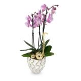 Exklusive Orchidee div. Sondersorten HOFER 1 Stück
