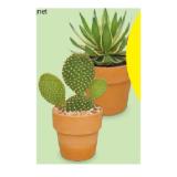 Promotion Bild von WÜSTENMIX Kaktus Kragen-Topf,  Ø 13 cm, H ca. 24 - 30 cm HOFER 1 Stück