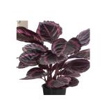 Korbmarante 'Surprise Star' Dehner 1 Stück