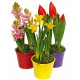 Plantiflor Zwiebelpflanzen-Mix Topf-Ø 13 cm versch. Sorten 526197 HELLWEG 1 Stück