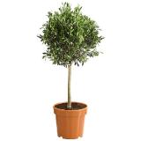 Dehner Olive, Ministamm Topf Ø30 cm Dehner 1 Stück