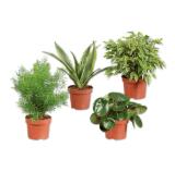 Promotion Bild von Grünpflanze versch. Arten Lidl 1 Stück