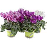Cyclamen Midi, Preisangabe ohne MwSt. (Preis inkl. MwSt. 3,38 €), METRO 1 Stück