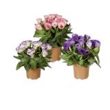 Bild von Eustoma Verschiedene Blütenfarben Lidl 1 Stück