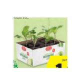 Zurück zum Ursprung Bio-Gemüsejungpflanzen versch. Sorten HOFER 6 Stück