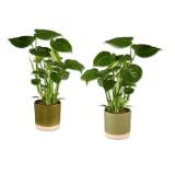 Monstera in Keramik Lidl 1 Stück