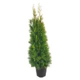 Plantiflor Lebensbaum 313589 HELLWEG 1 Stück