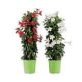 Dipladenia Sundaville Pyramide Verschiedene Blütenfarben Lidl 1 Stück