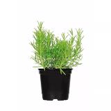 Plantiflor Gourmetkräuter versch. Sorten 915789 HELLWEG 1 Stück