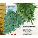 Tannenzweige Blaue Edeltanne 344478 HELLWEG 4 Kilogramm 1 Bund