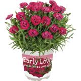 Dianthus, Preisangabe ohne MwSt. (Preis inkl. MwSt. 3,38 €), METRO 1 Stück