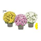Chrysantheme Multiflora versch. Blütenfarben HOFER 1 Stück