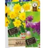 Mischung Narzisse Tête Bouclé 368961 HELLWEG 1 Stück