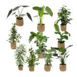 Grünpflanze im Jutebag versch. Sorten HOFER 1 Stück