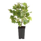 Dehner Johannisbeere 'Rovada', im 3-l-Topf Dehner 1 Stück