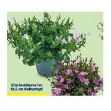 Glockenblume im 10,5 cm Kulturtopf HOFER 1 Stück