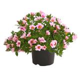 Dehner Minihängepetunie ‘Rosenauge’ Topf Ø12 cm Dehner 1 Stück
