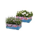 Beet- und Balkonpflanzen Verschiedene Arten Lidl 6 Stück