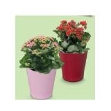 Indoor-Blühpflanzen Kalandiva in Keramik HOFER 1 Stück