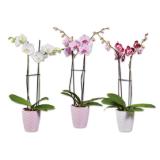 Schmetterlingsorchidee 2-Trieber in Keramik versch. Topf- und Blütenfarben Lidl 1 Stück