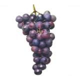 M Trauben blau MPREIS 500 Gramm 1 Packung