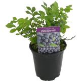 Preiselbeer- od. Waldbeer-Pflanze, Preisangabe ohne MwSt. (Preis inkl. MwSt. 4,28 €), METRO 1 Stück