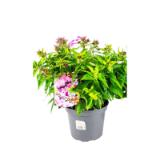 Bild von Plantiflor Hohe Flammenblume 304155 HELLWEG 1 Stück