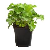 Dehner Bio Frauenmantel, Topf Ø9 cm Dehner 1 Stück