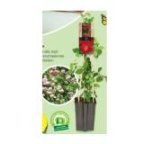 Kletterrose versch. Sorten und Blütenfarben HOFER 1 Stück