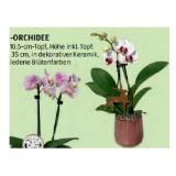 Midi-Orchidee veschiedene Blütenfarben HOFER 1 Stück