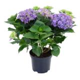 Bauernhortensie Blau Höhe ca. 45 cm Topf ca. 5 l Hydrangea Macrophylla OBI 1 Stück