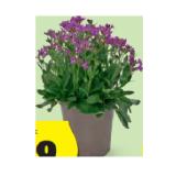 Lenzsternchen/Gänsekresse HOFER 1 Stück