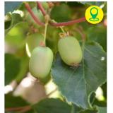 Beerenkiwi „Issai“ 9219655 BayWa 1 Stück