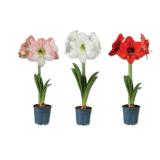 Amaryllis Verschiedene Blütenfarben Lidl 1 Stück
