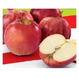 Zurück zum Ursprung Bio-Mini Äpfel aus Österreich HOFER 600 Gramm 1 Packung