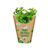 Bild von Spar Natur pur Bio-Minze im Topf SPAR Gourmet 1 Stück