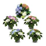 Hortensie Tricolor HOFER 1 Stück