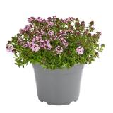 Dehner Gourmet Garten Bergbohnenkraut Dehner  1 Stück