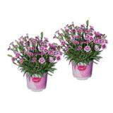 Dianthus Pink Kisses Lidl 1 Stück