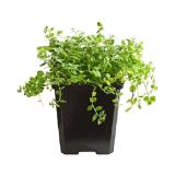 Dehner Bio Bio Blauer Bubikopf, Topf Ø9 cm Dehner 1 Stück