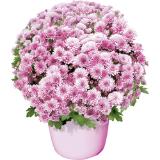 Chrysantheme Multiflora ein- od. mehrfärbig, Preisangabe ohne MwSt. (Preis inkl. MwSt. 4,17 €), METRO 1 Stück