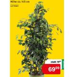 Ficus benjamina Danielle 42770567 BayWa 1 Stück
