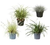 Ziergras Verschiedene Blattfarben und Arten Lidl 1 Stück